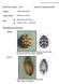 Pest Fact sheet No 1 Varied carpet beetle